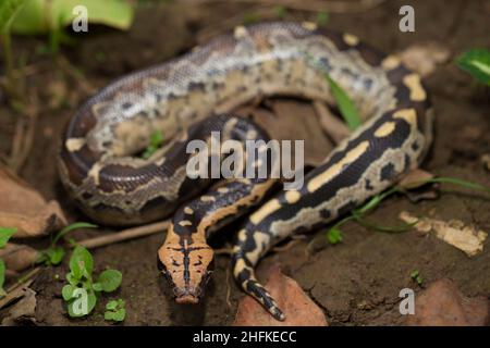 Borneo short-tailed blood python snake (Python curtus breitensteini ...