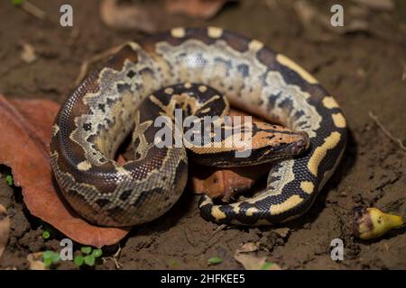 Borneo short-tailed blood python snake (Python curtus breitensteini ...