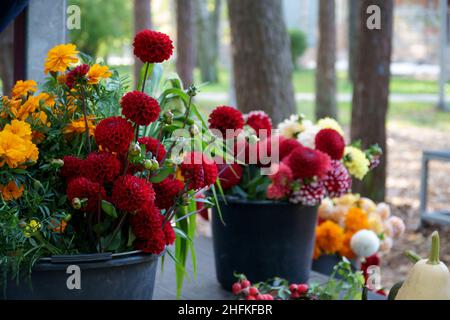 Impressive dahlia cut flowers the shown in a natural environment in autumn. Tuberous genus plants from the Asteraceae family. Stock Photo