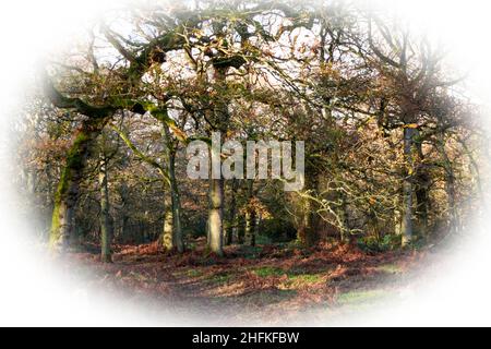 A woodland walk in the late Autumn sunshine. Ferns and bracken are dying back as winter approaches Stock Photo