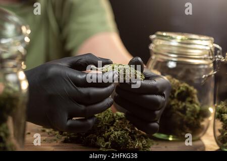 Hands holding a dry cannabis flower bud, prepared for trimming. On the table are storage glass jars full of CBD buds. Stock Photo