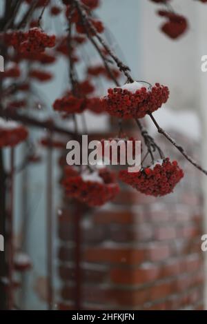 Snow-covered red rowan berries on a branch outdoors. Rowan clusters with red berries covered with snow in a city winter landscape. Stock Photo