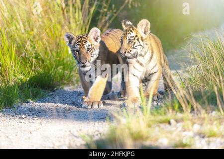 Cute love the striped pair of Bengal tiger cubs are walking on the road on a slightly blurred background Stock Photo