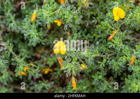 Ononis natrix, Yellow restharrow Plant in Flower Stock Photo