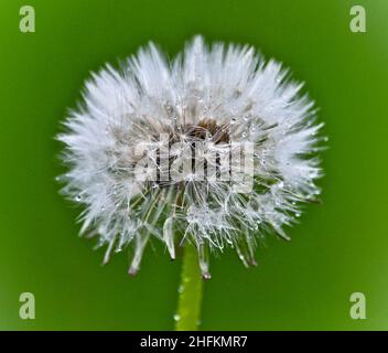 A full and complete dandelion (Taraxacum) seed head (dandelion clock) which is wet from rain. It is set against a grass green background Stock Photo