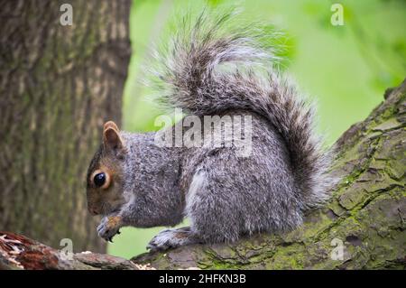 An Eastern Grey Squirrel (sciurus carolinensis) eating a nut whilst sitting on a broken branch of a tree Stock Photo