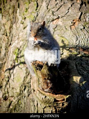 An Eastern Grey Squirrel (sciurus carolinensis) eating a nut whilst sitting on a broken branch of a tree Stock Photo