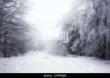 Forest in Winter with frozen trees Stock Photo