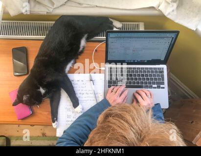 LONDON, UK. 17th Jan, 2022. A woman tries to work from home during the coronavirus pandemic while her cat lies on her desk. Today the government hinted restrictions may be lifted after its review on January 26. Photo date: Monday, January 17, 2022. Photo credit should read: Richard Gray/EMPICS Credit: Roger Garfield/Alamy Live News Stock Photo