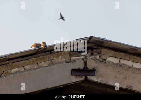 Little Owl (Athene noctua). Russia, the Ryazan region (Ryazanskaya oblast) Stock Photo