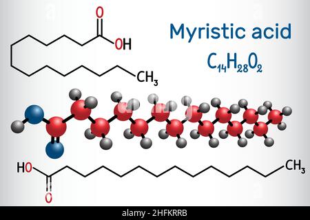 Myristic (tetradecanoic) acid molecule. It is saturated fatty acid. Structural chemical formula and molecule model. Vector illustration Stock Vector