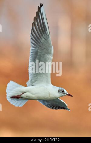 Black headed gull in fast flight at sunrise. Flying with spread wings. Side view, closeup. Blurred  background, copy space. Genus Larus ridibundus. Stock Photo