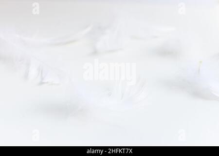 White feathers on a white background Stock Photo