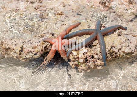 Two starfish lying on underwater rocks at low tide Stock Photo
