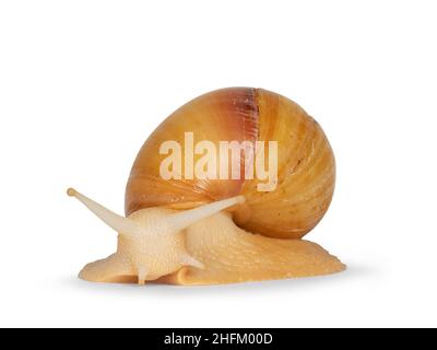 Young Archachatina marginata or Giant West African snail in turning movement. Head towards camera. isolated on a white background. Stock Photo