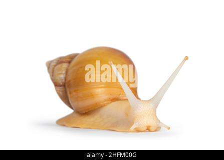 Young Archachatina marginata or Giant West African snail moving side ways. Head towards camera. Eyes up. isolated on a white background. Stock Photo