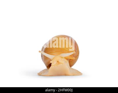 Young Archachatina marginata or Giant West African snail moving forwards. Head lifted up towards camera. Eyes up. isolated on a white background. Stock Photo