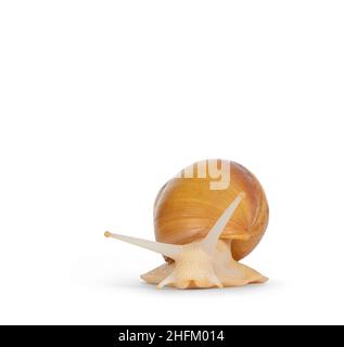 Young Archachatina marginata or Giant West African snail moving forwards. Head down towards camera. Eyes up. isolated on a white background. Stock Photo