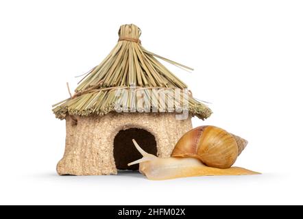 Young Archachatina marginata or Giant West African snail moving forwards towards edible house. Head lifted up towards home. Eyes up. isolated on a whi Stock Photo