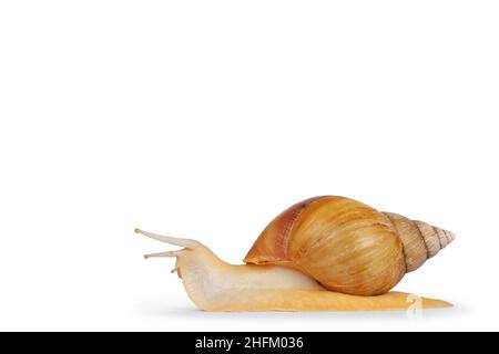 Young Archachatina marginata or Giant West African snail moving side ways . Head lifted up away fron camera. Eyes up. isolated on a white background. Stock Photo