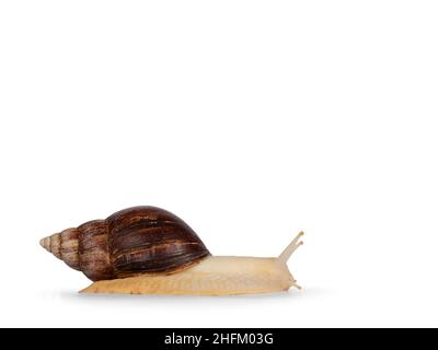 Young Archachatina marginata or Giant West African snail moving side ways. Looking straight ahead away from camera. Eyes up. isolated on a white backg Stock Photo