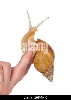 Young Archachatina marginata or Giant West African snail sitting on human fingers. Head lifted up towards camera. Eyes up. isolated on a white backgro Stock Photo