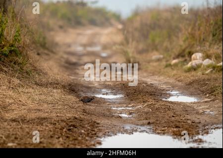 black francolin or Francolinus francolinus or black Partridge in middle of forest track during safari at grassland area of dhikala zone at jim corbett Stock Photo