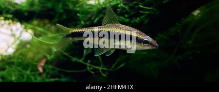 Siamese algae eater fish in the planted aquarium. Green moss on the background. Stock Photo