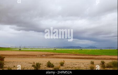 Modern automated agriculture system with large irrigation sprinklers spraying water over lush crops Stock Photo