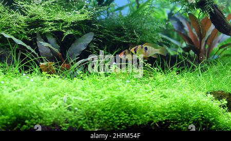 A pair of apistogramma ramirezi fish in the planted aquarium. Aquascape with many tropical plants. Stock Photo