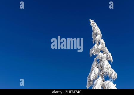 Snow-covered top of a lonely spruce tree on blue sky background. Tree with copyspace. Winter mood, vibe Stock Photo