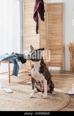 american staffordshire terrier sitting on rattan carpet around clothes on floor in messy apartment Stock Photo