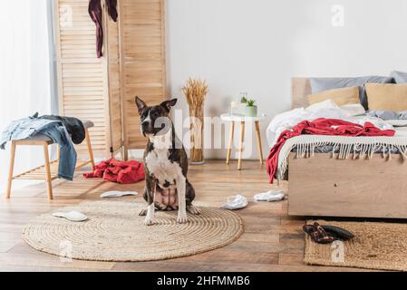 american staffordshire terrier sitting on rattan carpet around clothes on floor in messy bedroom Stock Photo