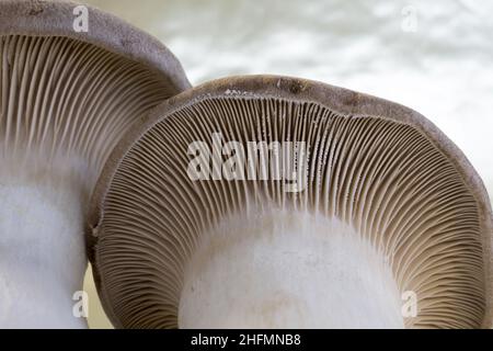 King Oyster mushroom close up isolated on white background, Pleurotus eryngii, fresh and raw Stock Photo