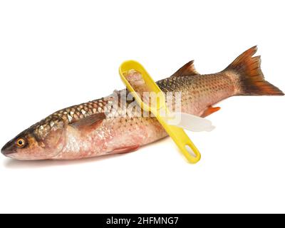 Red-finned mullet isolated on a white background Stock Photo