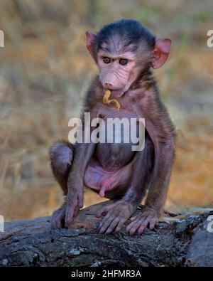 Baby Olive baboon (Papio anubis) sitting on a tree limb, Tarangire National Park, Tanzania, Africa. Stock Photo