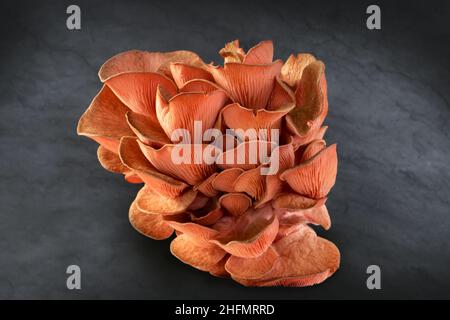 Pink Oyster mushrooms isolated on black background, Pleurotus citrinopileatus, fresh and raw Stock Photo