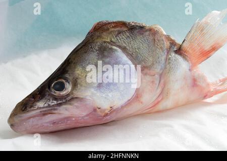 pikeperch fresh fishhead close up, isolated on white, sparkles of silver Stock Photo
