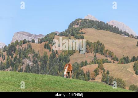 Young horse (Haflinger) on a high mountain pasture in Seiser Alm, South Tyrol, Italy Stock Photo