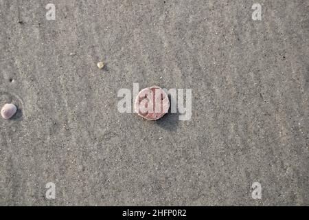 Tiny Sand dollar that washed up on the beach Stock Photo