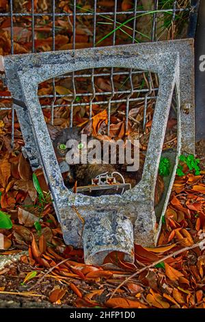 Stray Cat In rusty Street Lamp. San Juan Puerto Rico Stock Photo