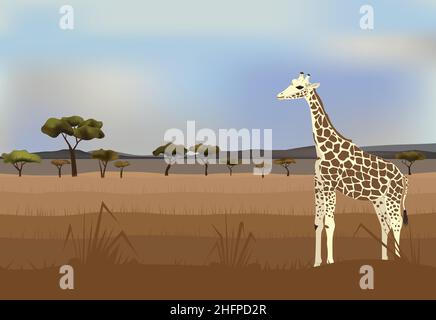 Giraffe in Grasslands A giraffe in savanna vector image Stock Vector