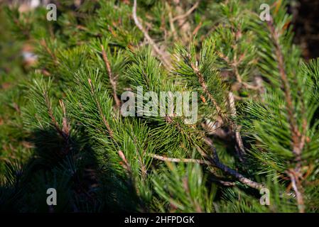 small tree branches and leaves frozen in winter with blur background. abstract texture for design Stock Photo