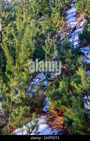 small tree branches and leaves frozen in winter with blur background. abstract texture for design Stock Photo