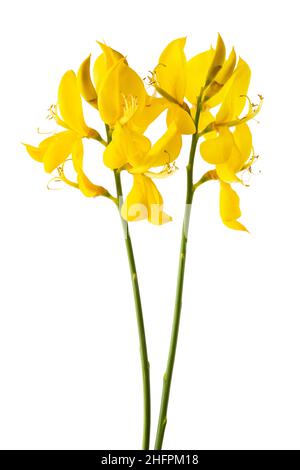 broom flowers isolated on a white background Stock Photo