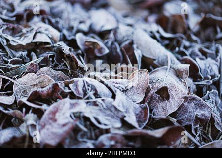 Dry fallen leaves frozen in a cold winter morning. Selective focus Stock Photo