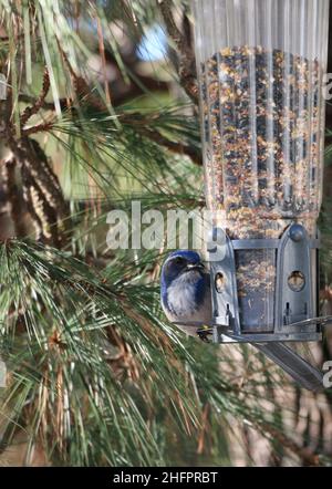 Beautiful blue scrub jay perched on a bird feeder. Stock Photo