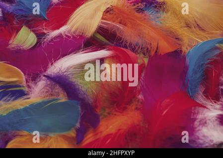 Colorful feather background. Top view. Stock Photo