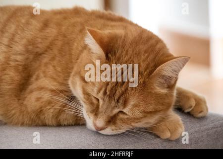 ginger cat sleeping on a chair Stock Photo