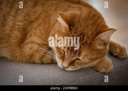 ginger cat sleeping on a chair Stock Photo